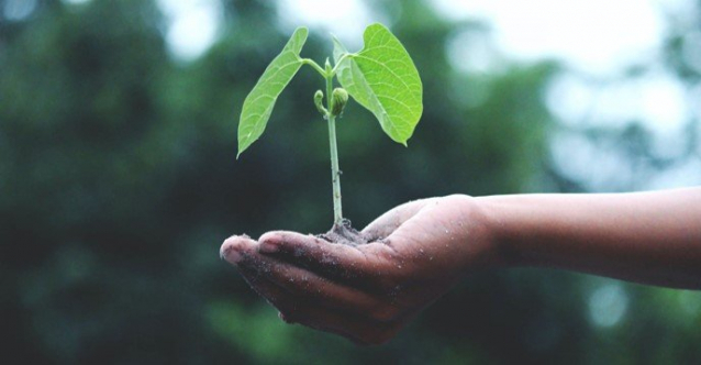 Un cadeau écolo-responsable : planter un arbre